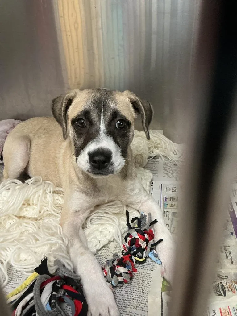 A baby small-sized female Pit Bull Terrier dog named Whitney for adoption in Dyersburg, TN