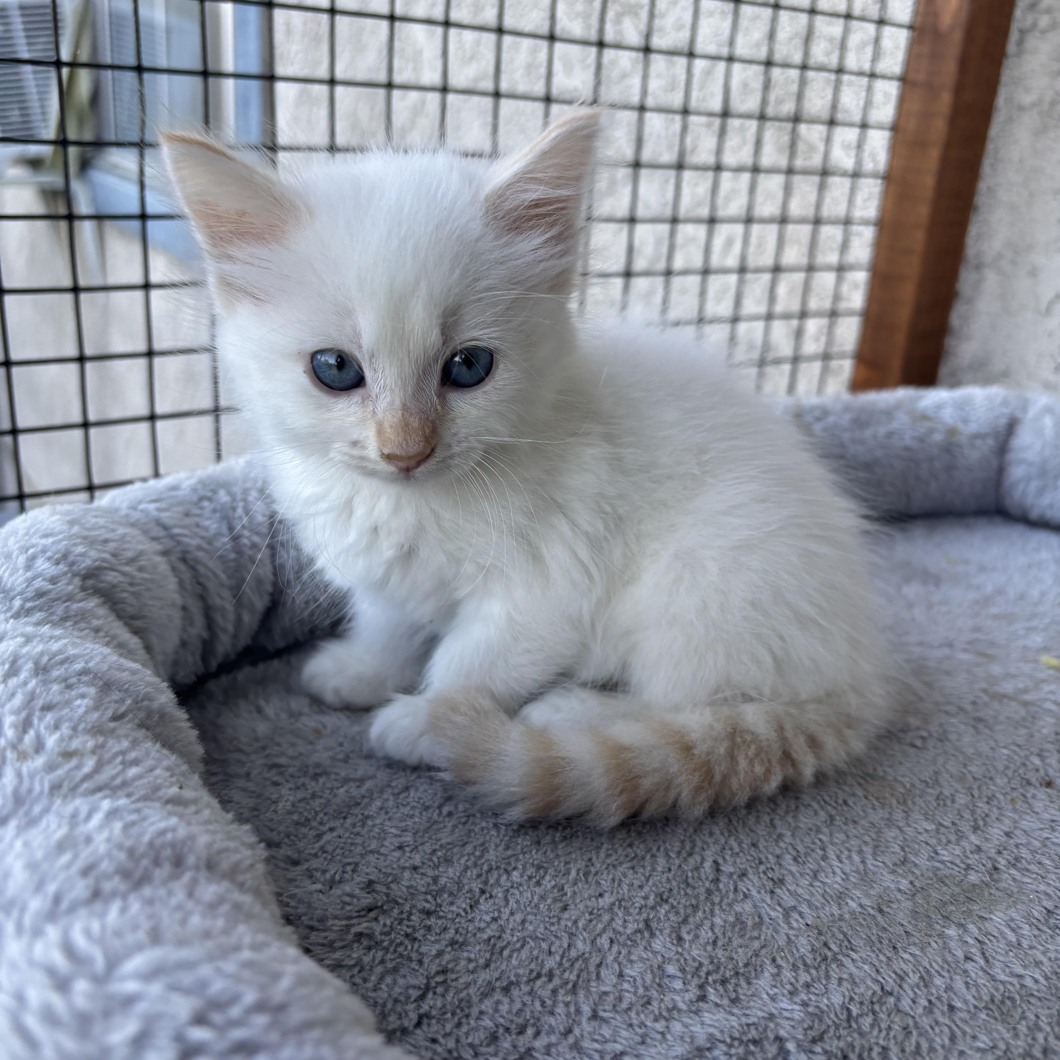 A baby small-sized male Flame Point Siamese cat named Rune for adoption in Costa Mesa, CA