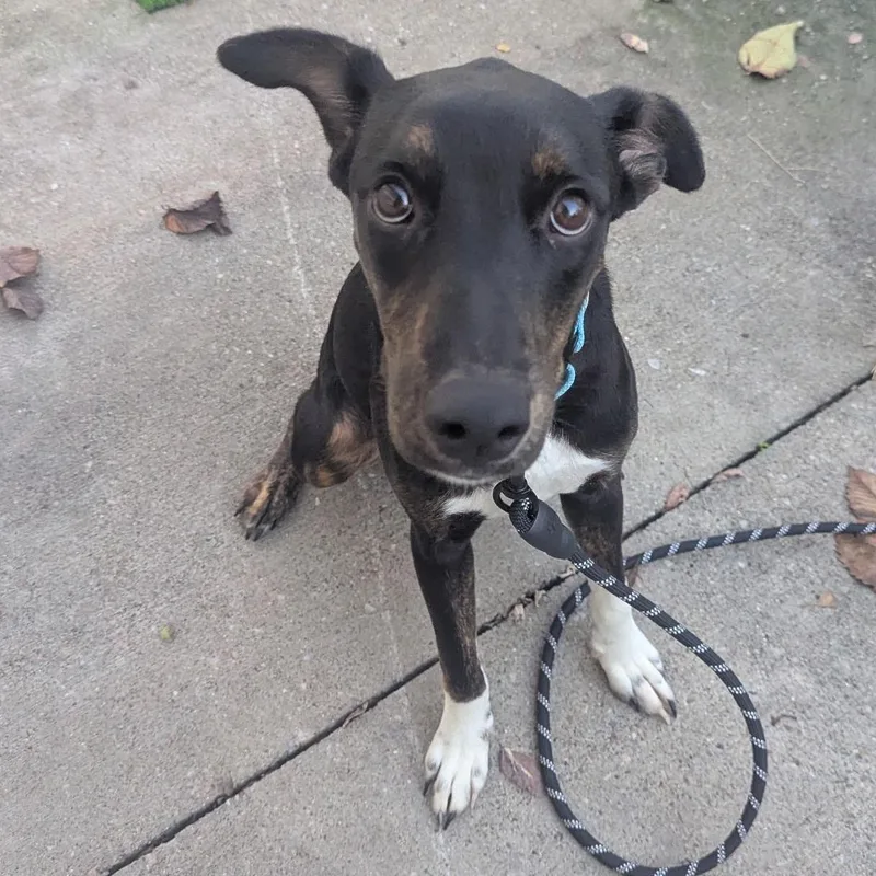 A baby medium-sized male Mixed Breed dog named Jude for adoption in Huntington, NY