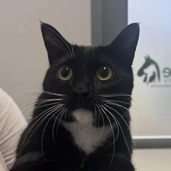 Nyla