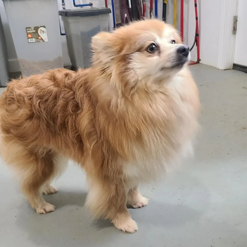 An adult small-sized female Red / Chestnut / Orange Pomeranian dog named Scarlett for adoption in Southington, OH