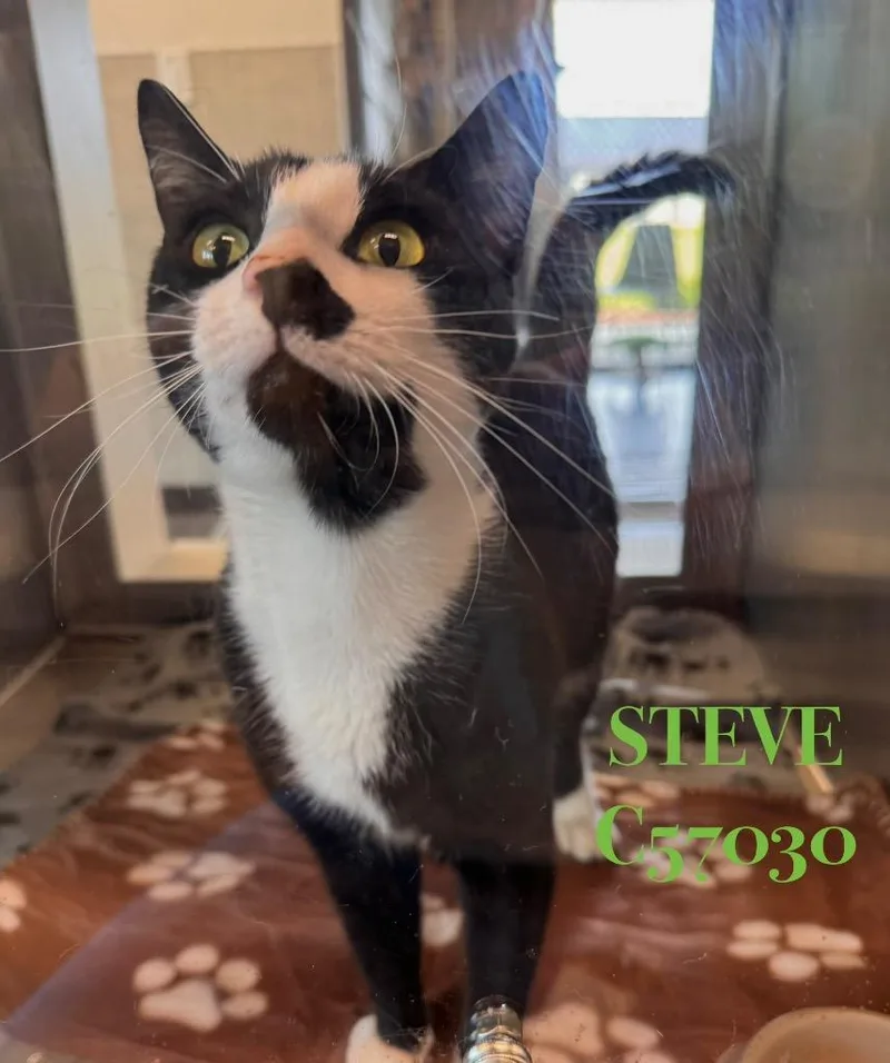A young medium-sized male Domestic Short Hair cat named Steve for adoption in Clarksville, TN