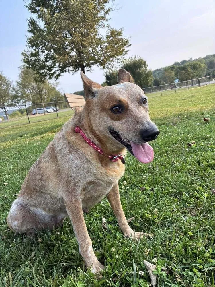 An adult medium-sized female Red / Chestnut / Orange Australian Cattle Dog / Blue Heeler dog named Babs for adoption in Mansfield, OH