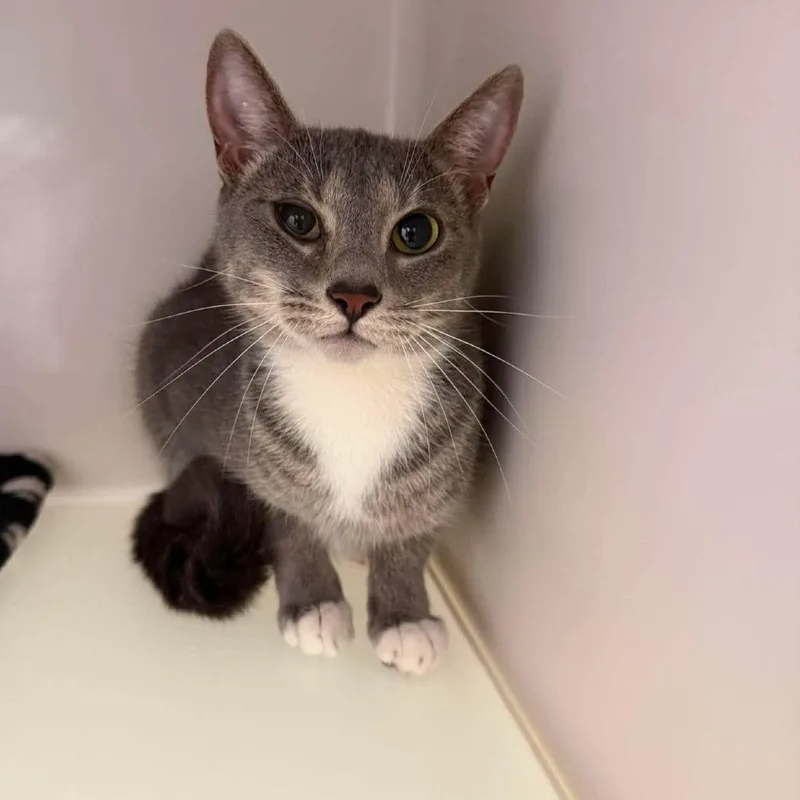 An adult medium-sized female Domestic Short Hair cat named Dolly for adoption in Rocky Mount, VA