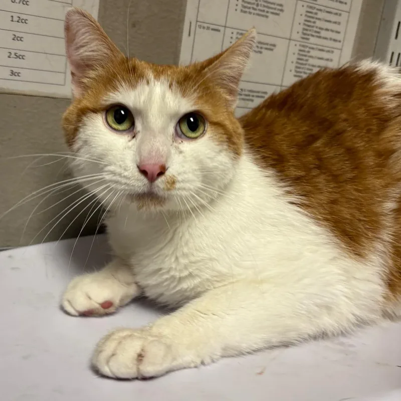An adult large-sized male Orange / Red Domestic Short Hair cat named Sparky for adoption in Yuma, AZ