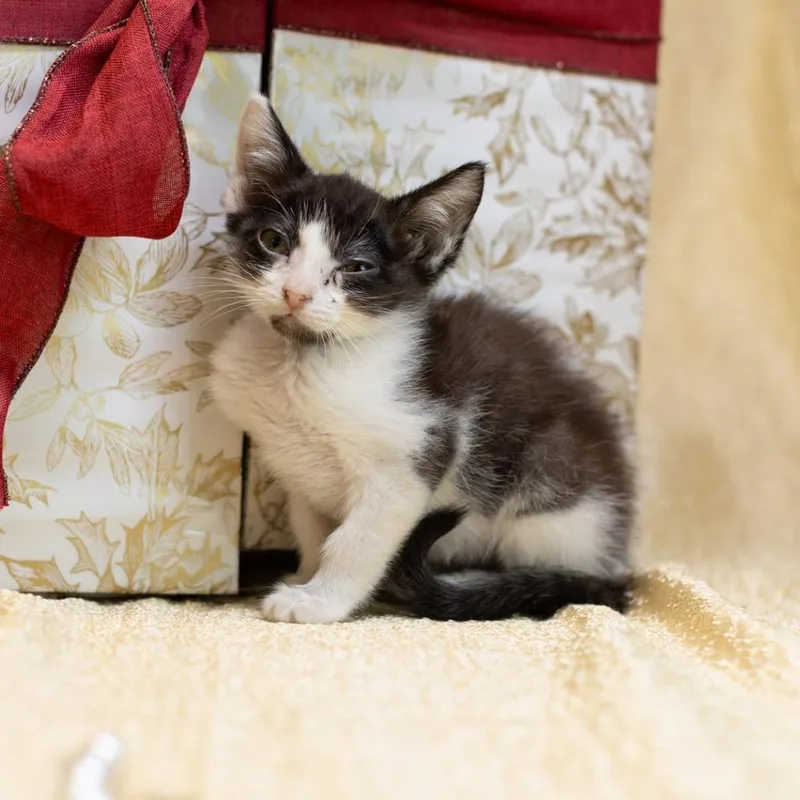 A baby small-sized male Black Domestic Short Hair cat named BuscemiC for adoption in East Saint Louis, IL