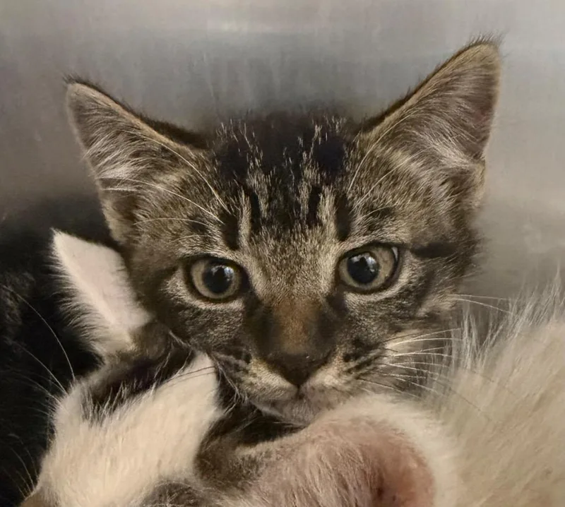 A baby small-sized male Domestic Short Hair cat named Scat Cat for adoption in Hopkinsville, KY