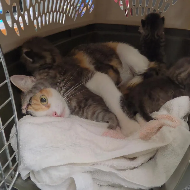 An adult medium-sized female Calico Domestic Short Hair cat named Cali for adoption in Parkersburg, WV