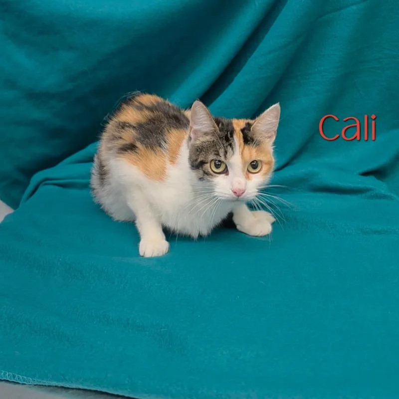 Cali thumbnail 2
