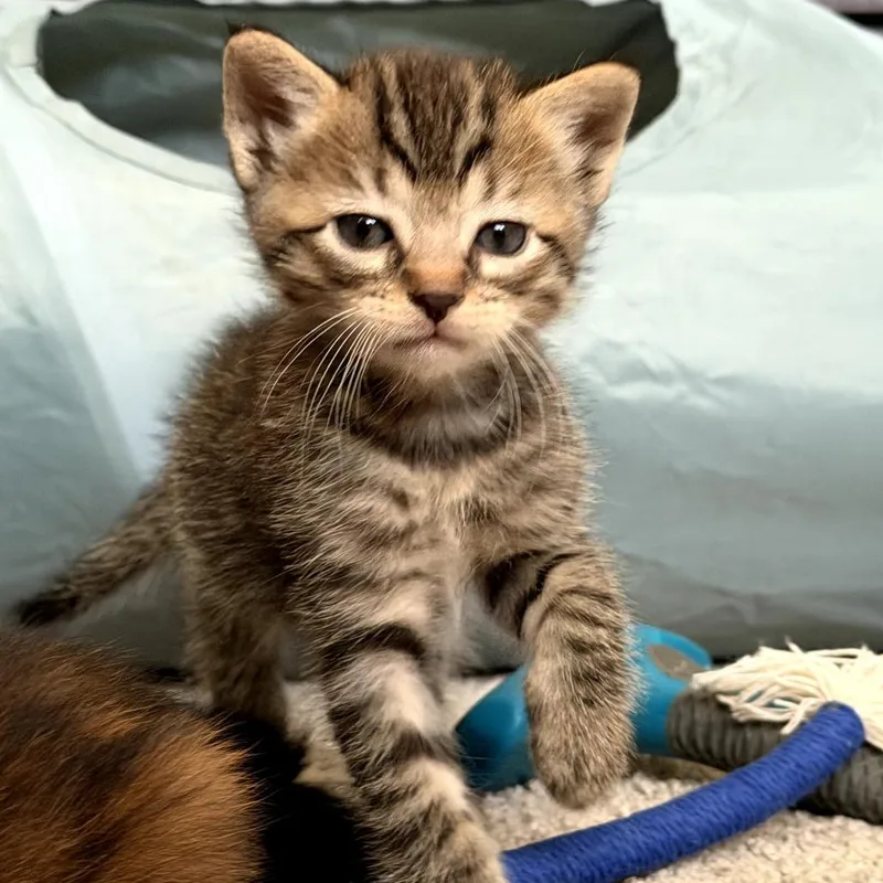 A baby small-sized male Brown / Chocolate Domestic Short Hair cat named Puddin for adoption in Long Beach, CA