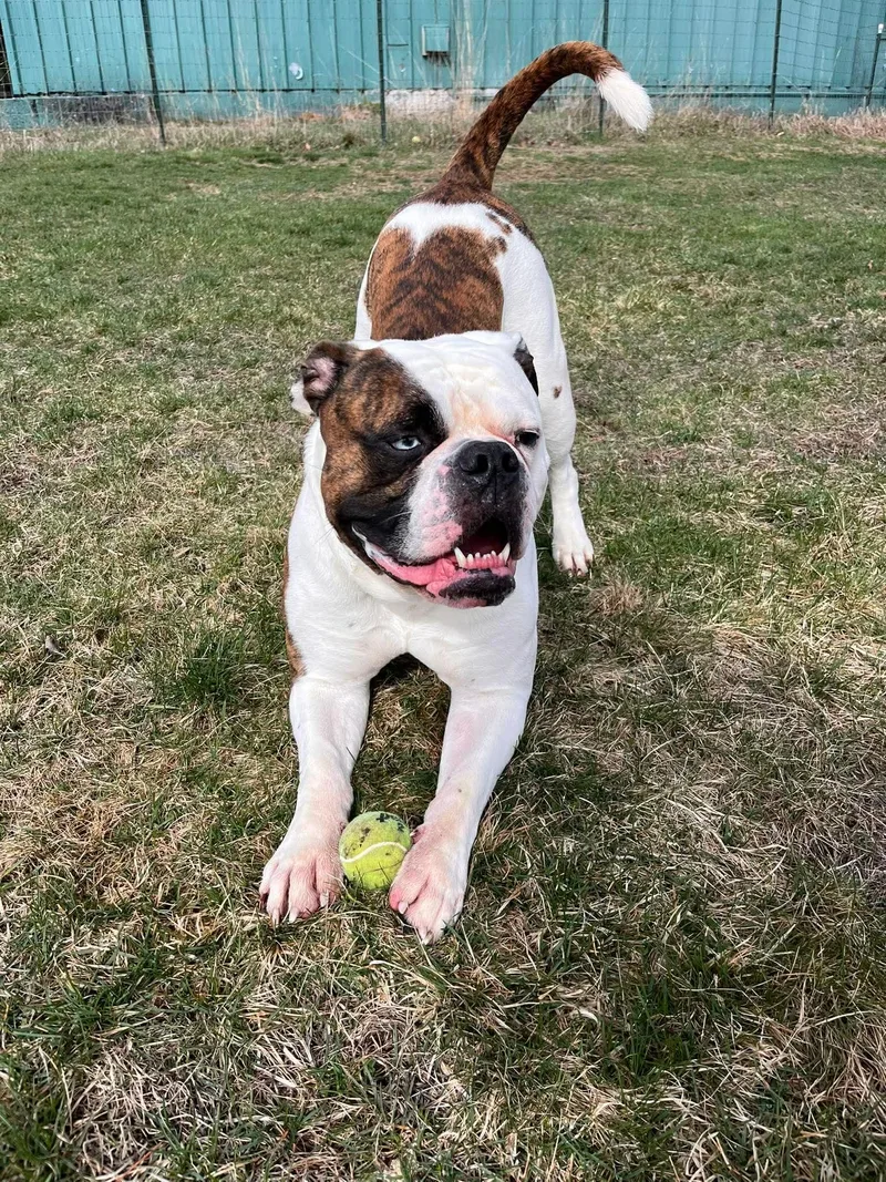 An adult medium-sized male Brindle American Bulldog dog named Bodie for adoption in Paris, ME