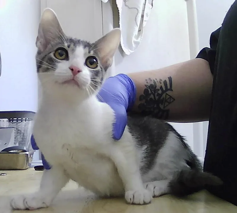 A baby small-sized male Gray & White Domestic Short Hair cat named Maddox for adoption in Anoka, MN