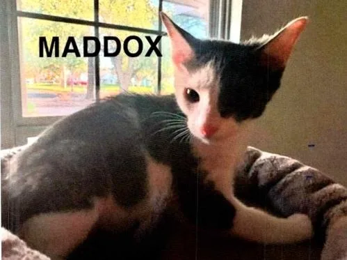 Maddox thumbnail 2