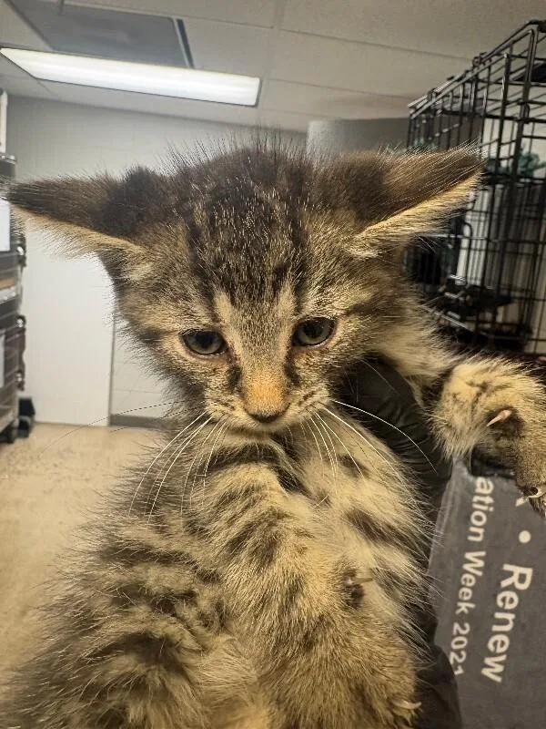 A young small-sized male Tabby (Brown / Chocolate) Domestic Short Hair cat named Go for adoption in Cincinnati, OH