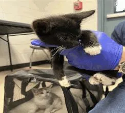 A baby small-sized male Black & White / Tuxedo Domestic Short Hair cat named Mr Bean for adoption in Ruskin, FL