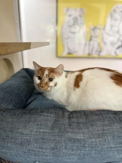 An adult small-sized male Domestic Medium Hair cat named Omega for adoption in North Miami Beach, FL