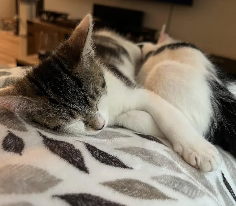 A young medium-sized female Domestic Short Hair cat named Marla for adoption in Boynton Beach, FL