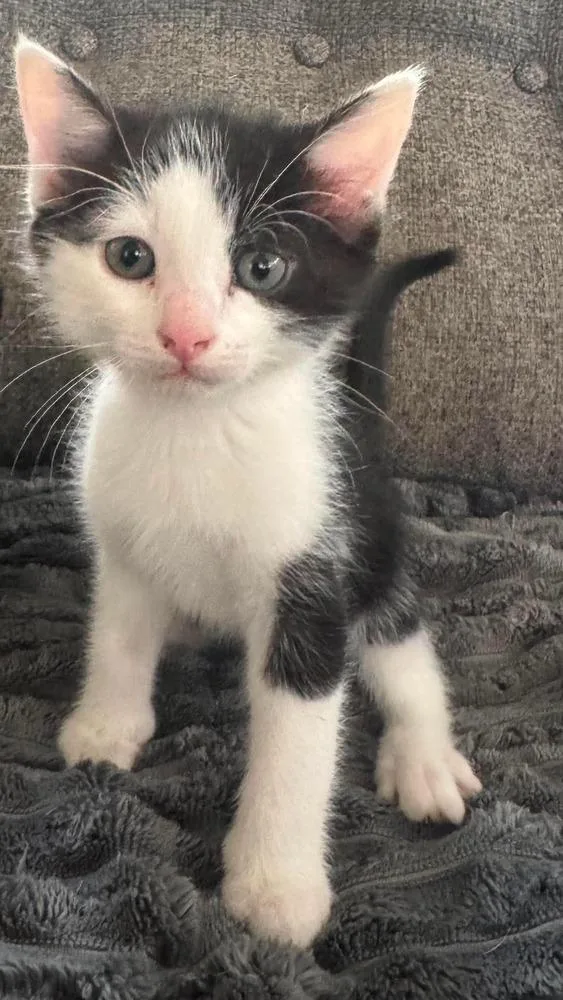 A baby small-sized male Black & White / Tuxedo American Shorthair cat named Telemachus for adoption in Shawnee, OK
