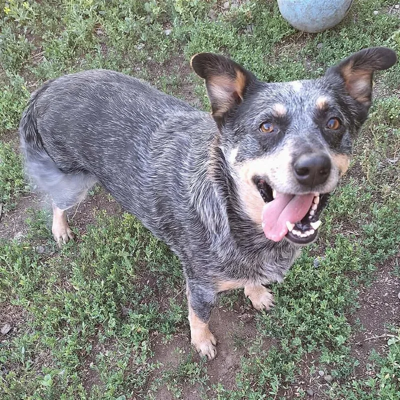 Lulu