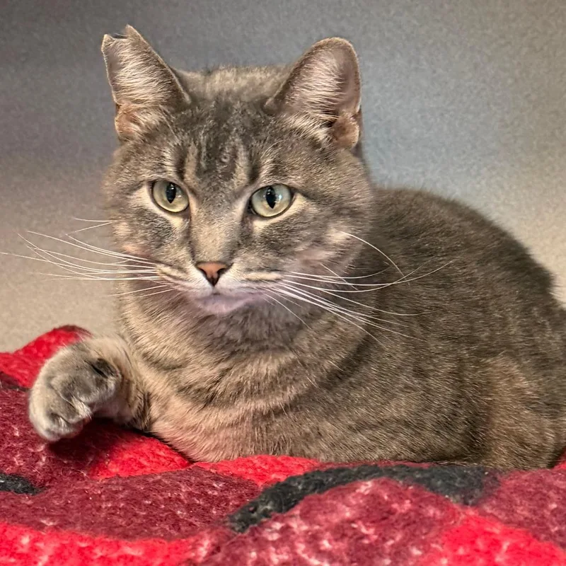 A senior large-sized female Domestic Medium Hair cat named Acorn for adoption in Milford, IA