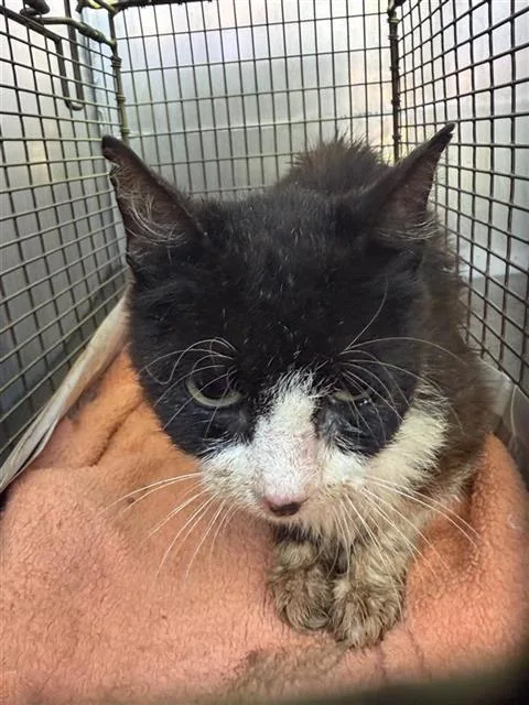 A young medium-sized female Domestic Short Hair cat named Vaquera for adoption in San Antonio, TX