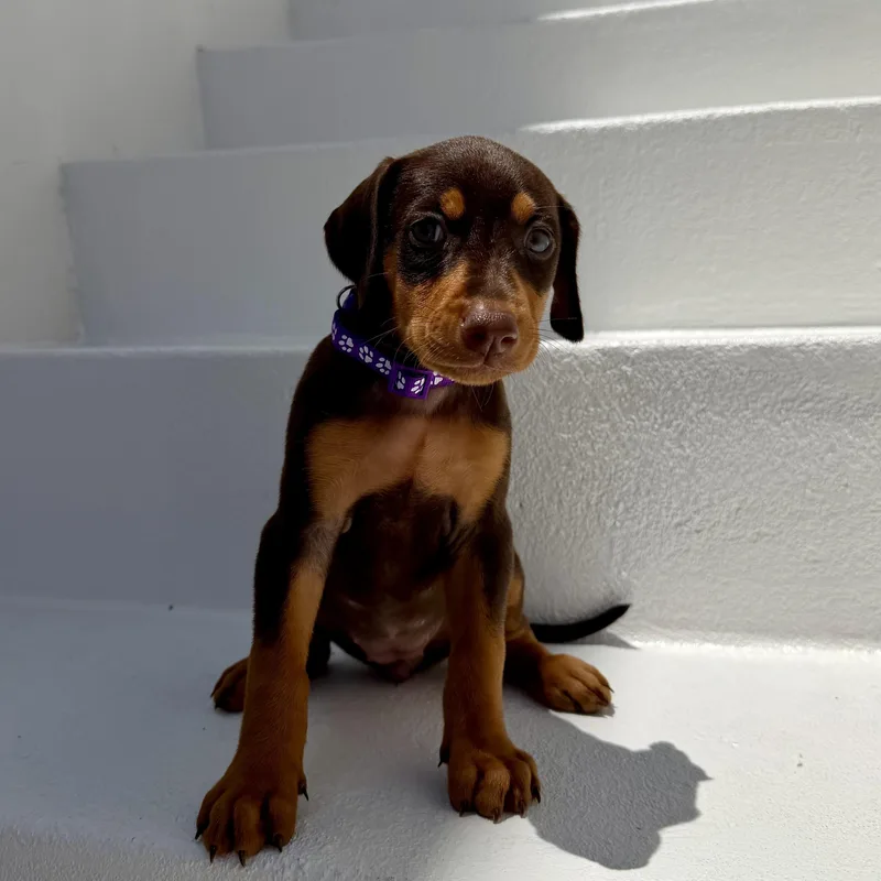 A baby large-sized female Red / Chestnut / Orange Doberman Pinscher dog named Sunshine for adoption in Los Angeles, CA