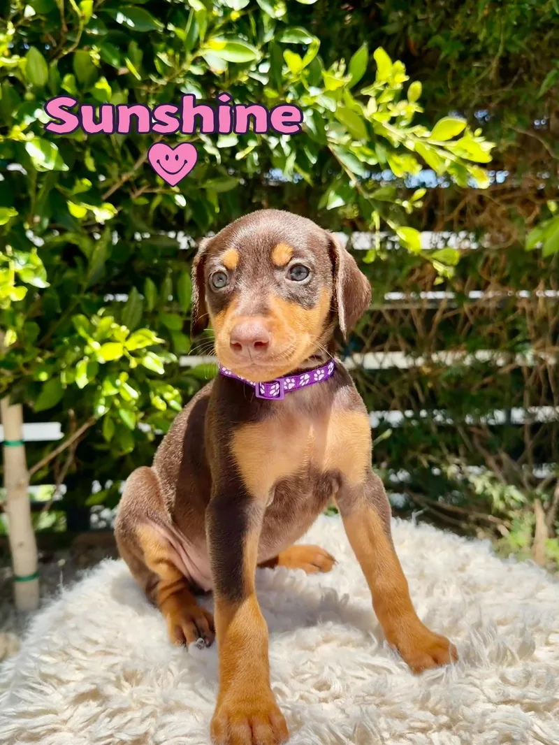 Sunshine thumbnail 4
