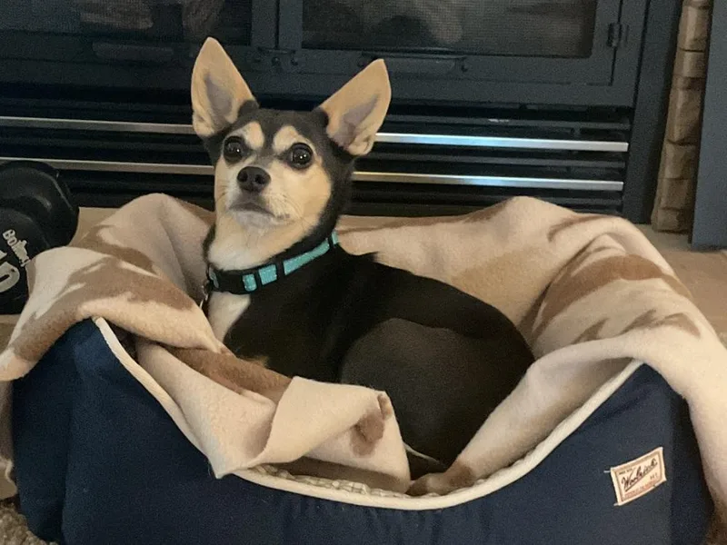An adult small-sized female Chihuahua dog named Sally Mae for adoption in Waunakee, WI