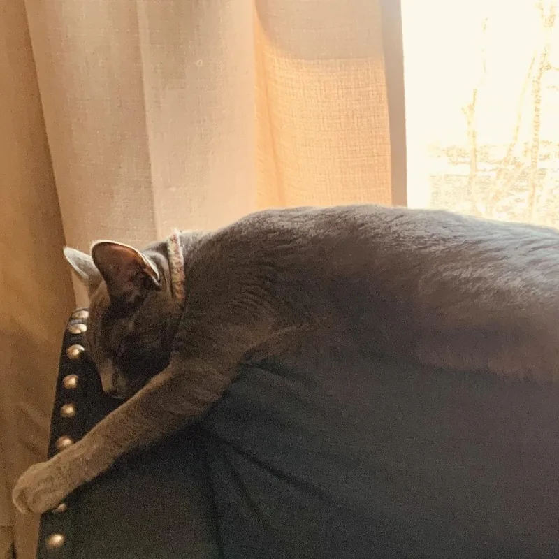 An adult large-sized male Gray / Blue / Silver Russian Blue cat named Koal for adoption in Chicago, IL