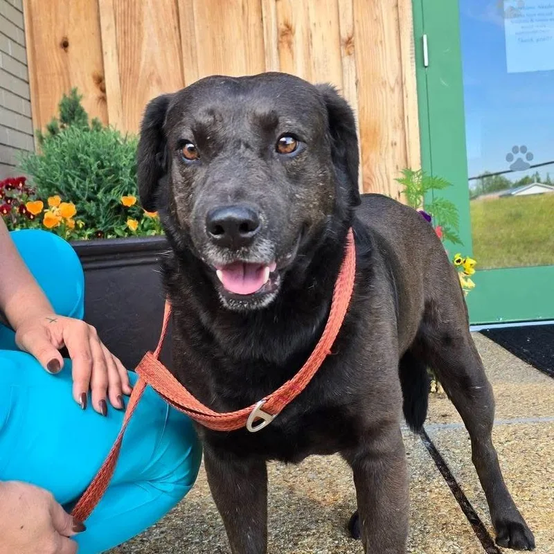 A senior medium-sized male Black Labrador Retriever dog named Wren  U for adoption in Tupelo, MS