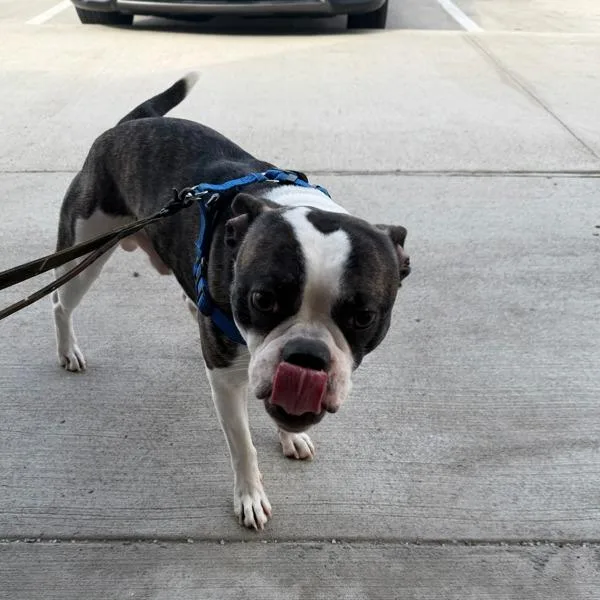 An adult medium-sized male Boston Terrier dog named Cornelius for adoption in Des Moines, IA