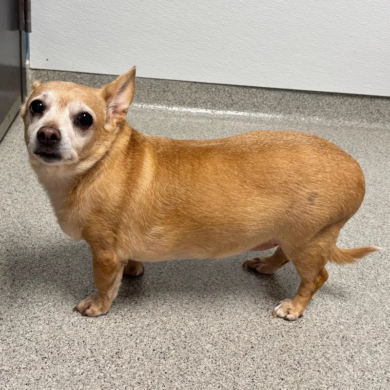 A senior small-sized female Mixed Breed dog named Cardi B  Coming for adoption in Naperville, IL