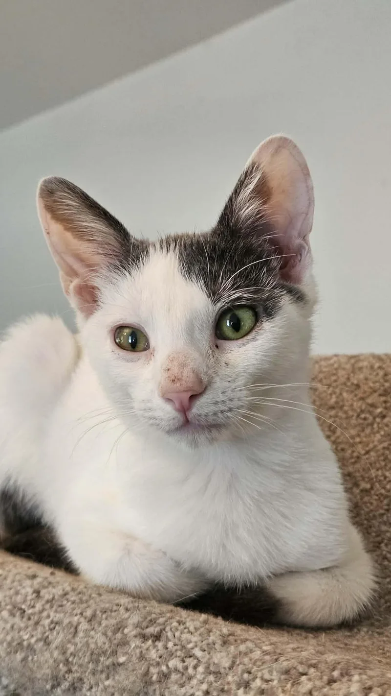 A baby small-sized male Buff & White Domestic Short Hair cat named Jorge for adoption in Myrtle Beach, SC