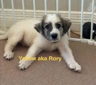 Rory thumbnail 2