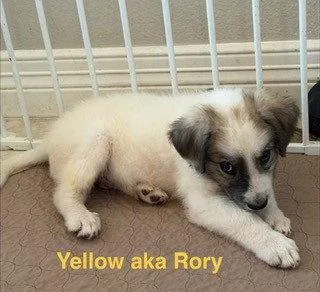 Rory thumbnail 3