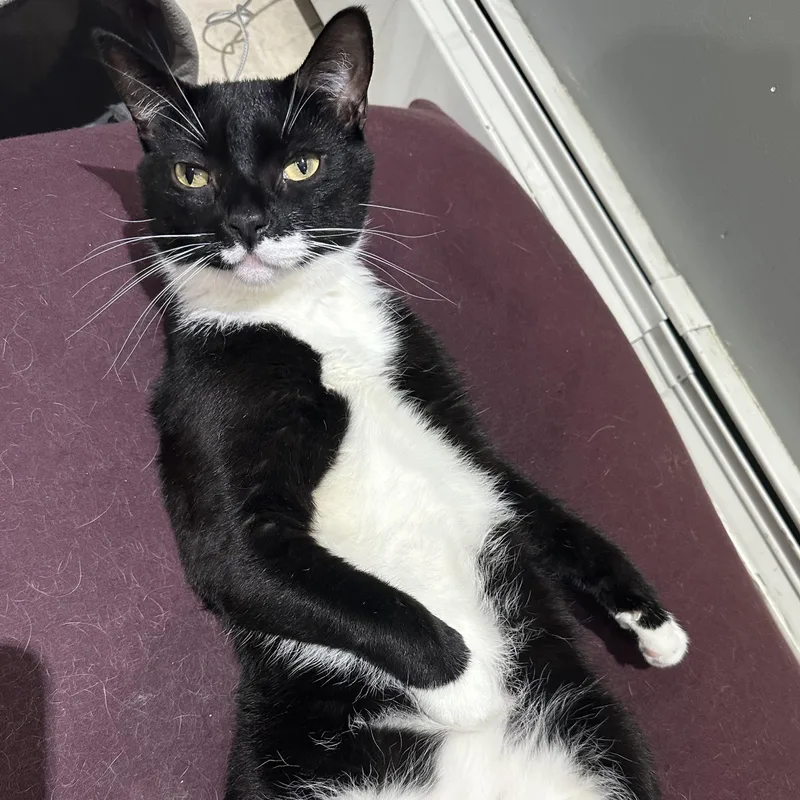An adult medium-sized male Black & White / Tuxedo Tuxedo cat named Batman for adoption in New York, NY