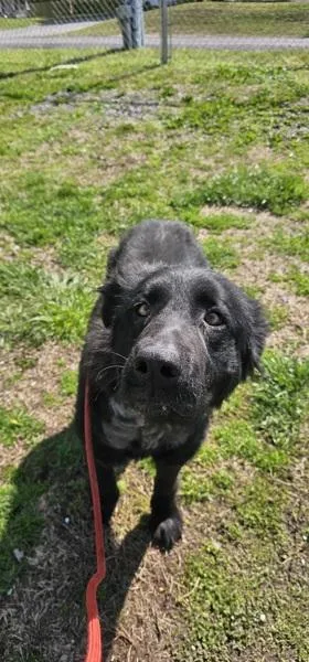 An adult large-sized female Retriever dog named Raven for adoption in Cleveland, TN