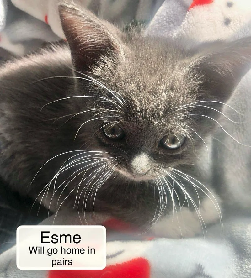 A baby small-sized female White Domestic Short Hair cat named Esme bonded with Violet for adoption in Ellicott City, MD