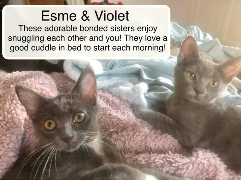Esme bonded with Violet thumbnail 2