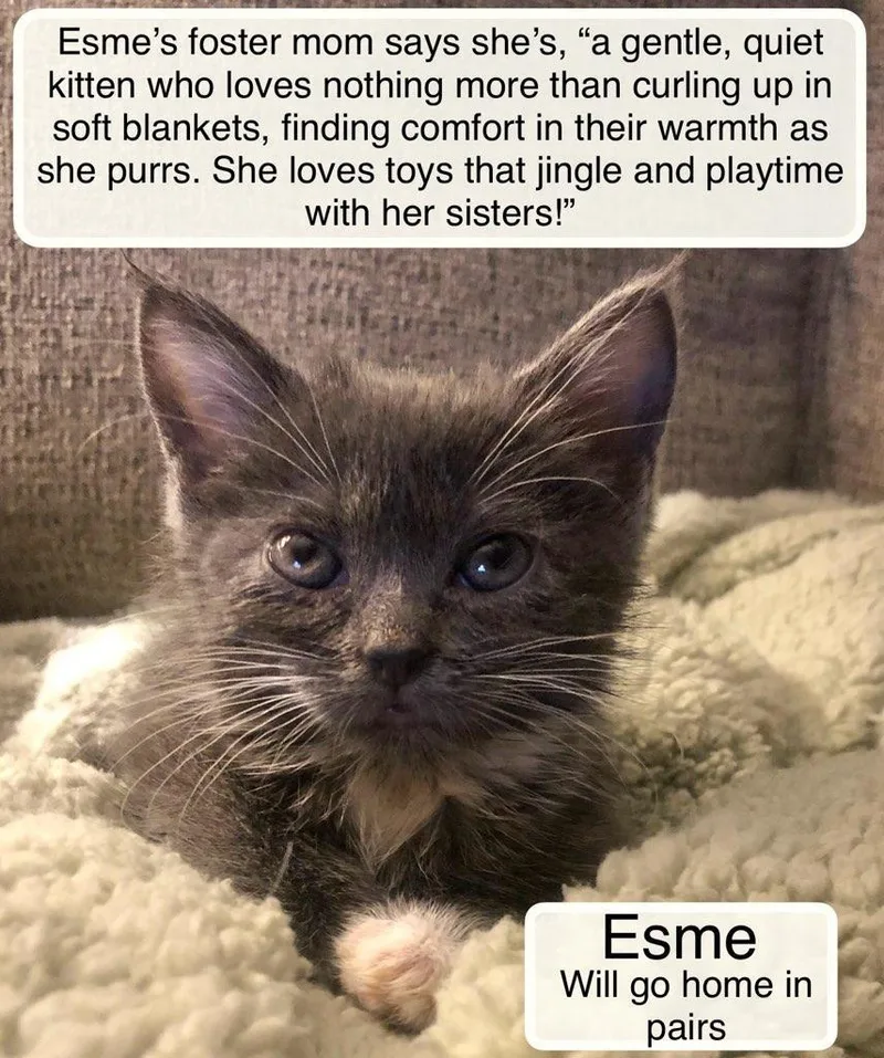 Esme bonded with Violet thumbnail 3