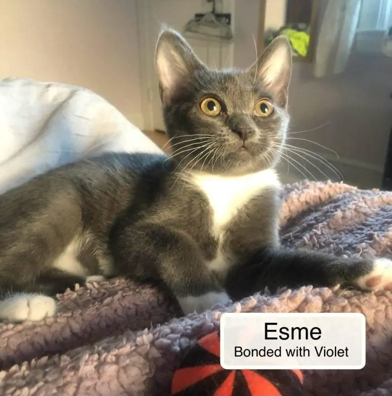 Esme bonded with Violet thumbnail 4