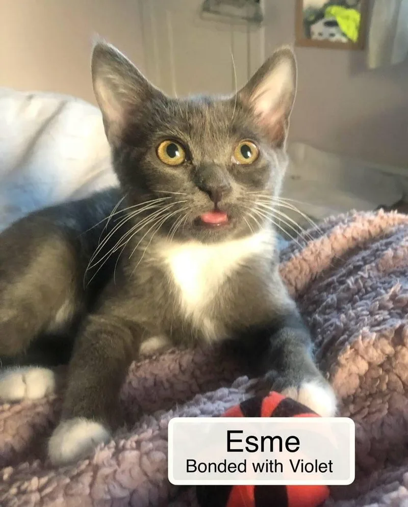 Esme bonded with Violet thumbnail 5