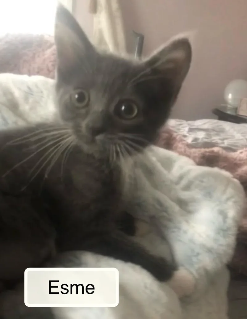 Esme bonded with Violet thumbnail 6