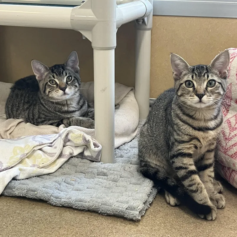 Omaha & Juno