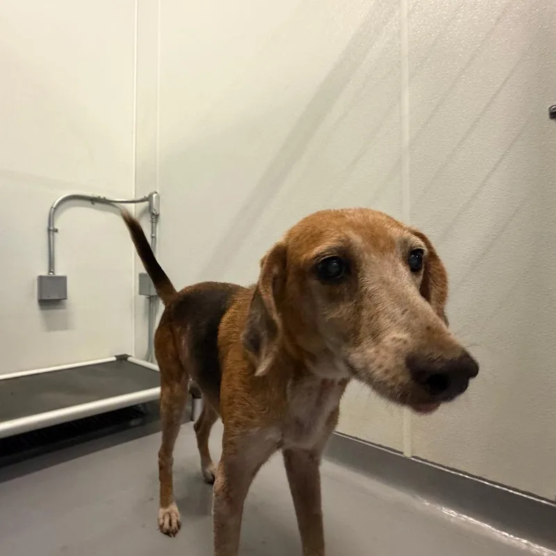 A senior medium-sized female Brown / Chocolate Mixed Breed dog named Jolene for adoption in Auburn, AL