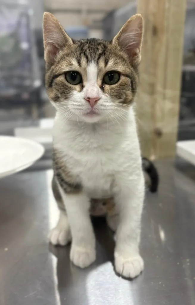 A baby small-sized female Domestic Short Hair cat named Flora for adoption in Corpus Christi, TX