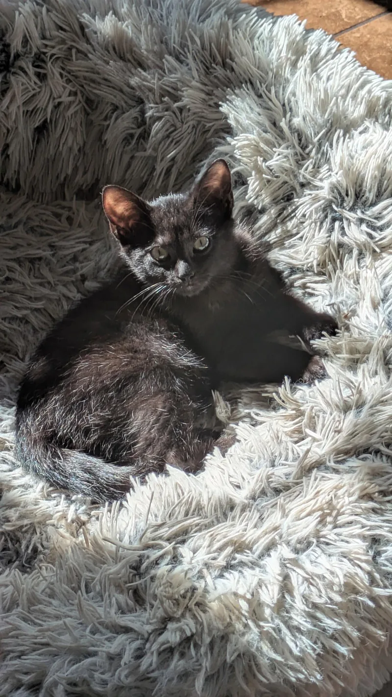 A baby medium-sized male Black Domestic Short Hair cat named Panza for adoption in Rochester, NY