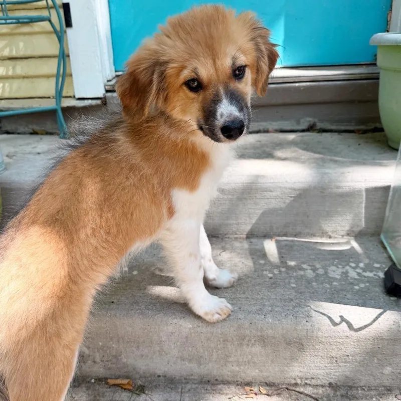A baby medium-sized female White / Cream Australian Shepherd dog named Ivy for adoption in Flower Mound, TX