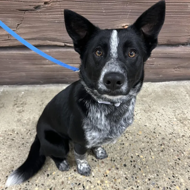 A young medium-sized male Black Australian Cattle Dog / Blue Heeler dog named Luca for adoption in Buffalo, MN