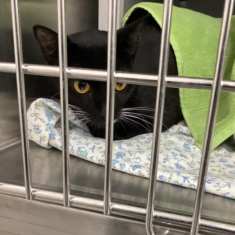 A young medium-sized female Black Domestic Short Hair cat named Bailey for adoption in Montgomery, AL